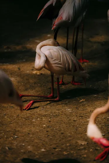 Kneeling Flamingo, 2026 © Stelios Kallinikou
