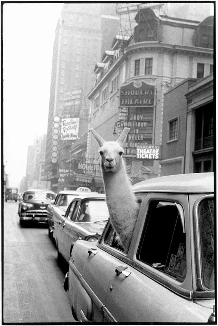 Inge Morath, Lama, Times Square, New York, USA,1957, Magnum Photos, Fotohof archiv