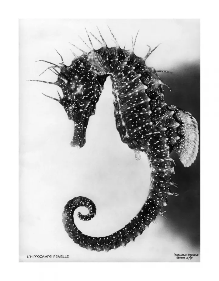 © Jean Painlevé, L’Hippocampe Femelle, ca. 1934 © Les Documents Cinématographiques – Archives Jean Painlevé, Paris © Jean Painlevé, L’Hippocampe Femelle, ca. 1934 © Les Documents Cinématographiques – Archives Jean Painlevé, Paris
