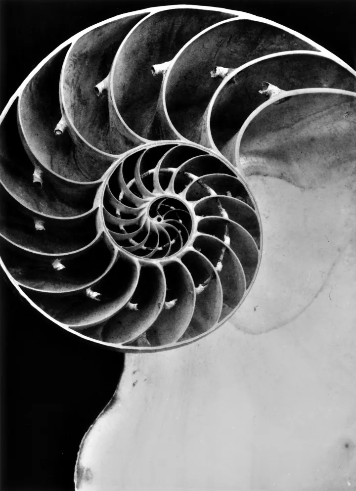 Fred Koch (1904-1947) Nautilus pompilius, Schnitt durch das Gehäuse, undatiert, Abzug Freundeskreis Ernst Fuhrmann Silbergelatineabzug, 18,5 x 13,5 cm Courtesy Sammlung Dr. Hans Schön Fred Koch (1904-1947) Nautilus pompilius, Schnitt durch das Gehäuse, undatiert, Abzug Freundeskreis Ernst Fuhrmann Silbergelatineabzug, 18,5 x 13,5 cm Courtesy Sammlung Dr. Hans Schön