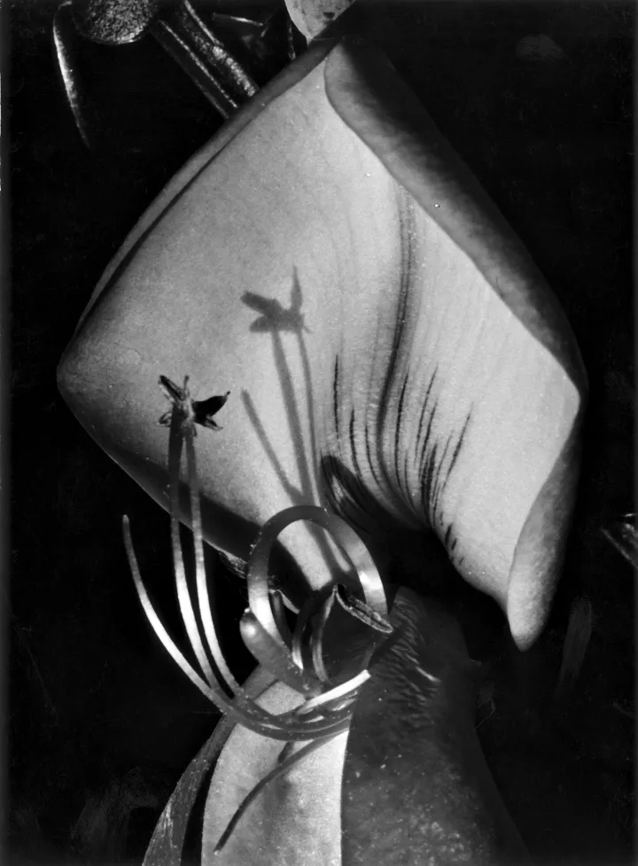 Fred Koch (1904-1947) Sarothamnus scoparius. Leguminosae/Besenginster, Blütenausschnitt, um 1929/30 Silbergelatineabzug auf Barytpapier, 23,0 x 16,8 cm Courtesy Sammlung Rainer Stamm Sarothamnus scoparius. Leguminosae/Besenginster, Blütenausschnitt, um 1929/30