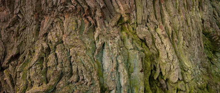 © Nicolaus Schmidt, Kreuzeiche Hürbel 2016, 100 x 256 cm