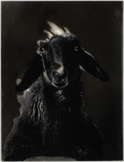 Schwarzes Schaf, 1984 © Walter Schels / Stiftung F.C. Gundlach