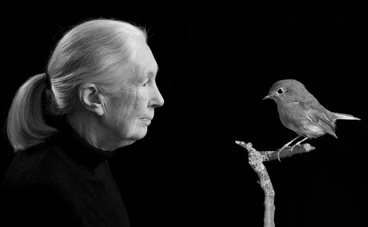 Dr. Jane Goodall, Verhaltensforscherin und UN Friedensbotschafterin / Rotkehlchen Foto: Valérie Wagner