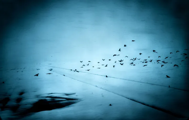 Crows in Wintry Field, Japan, 2021. © Yasuhiro Ogawa