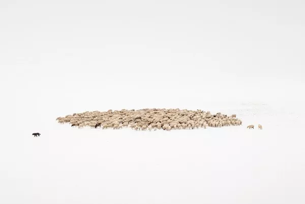 Uwe Langmann © A Flock of Sheep (2019)