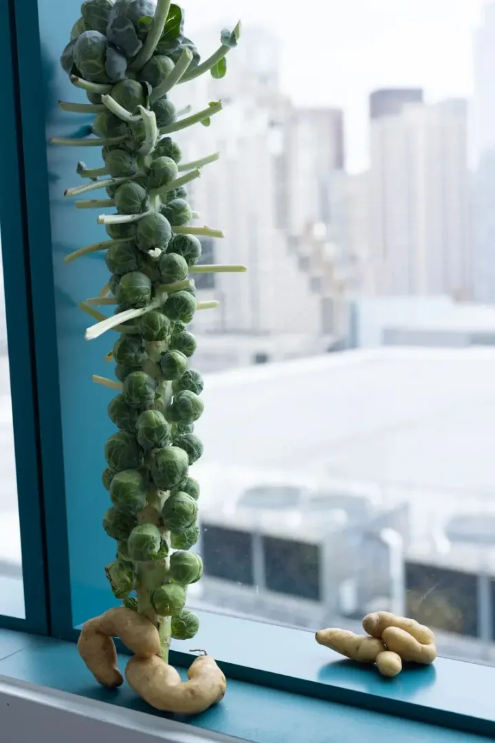 Wolfgang Tillmans, San Francisco Still Life, 2023 © Courtesy of Galerie Buchholz; David Zwirner, New York; Maureen Paley, London Wolfgang Tillmans, San Francisco Still Life, 2023 © Courtesy of Galerie Buchholz; David Zwirner, New York; Maureen Paley, London