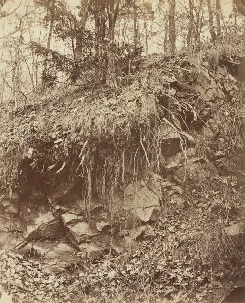August Kotzsch: Wurzeln über Felsgestein, um 1870 © gemeinfrei