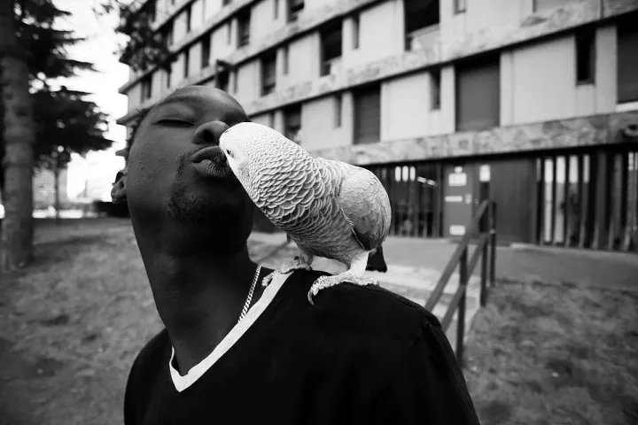 © Jean-Michel Landon, Big bizoo © Jean-Michel Landon, Big bizoo