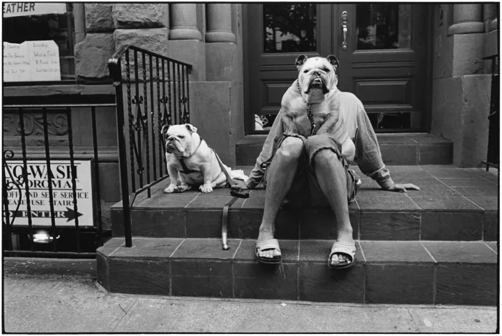 Elliott Erwitt, Bulldogs on stoop, 2000; © in focus Galerie - Burkhard Arnold