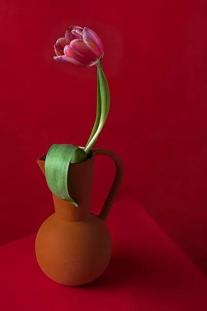 Blossom 16 © Anna Halm Schudel
