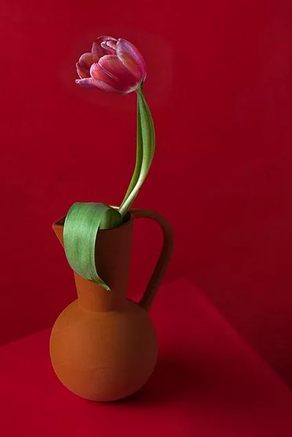 Blossom 16 © Anna Halm Schudel Blossom 16 © Anna Halm Schudel