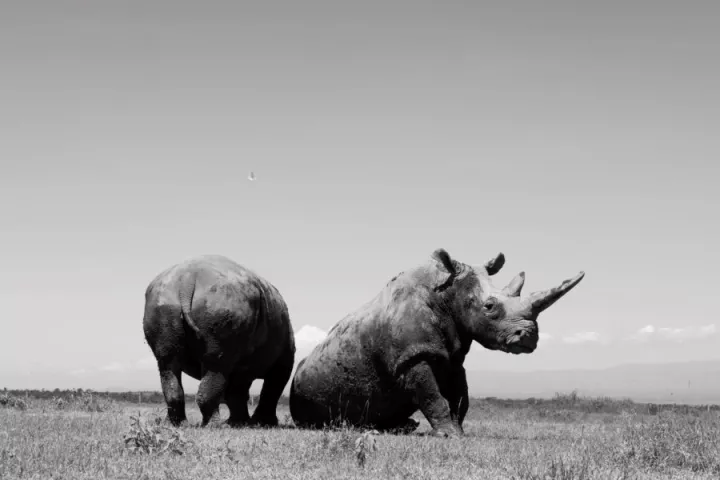 Paolo Pellegrin, Najin and Fatu, mother and daughter, are the last two northern white rhinos alive. Ol Pejeta Conservancy, Kenya 2023, © Paolo Pellegrin / Magnum Photos