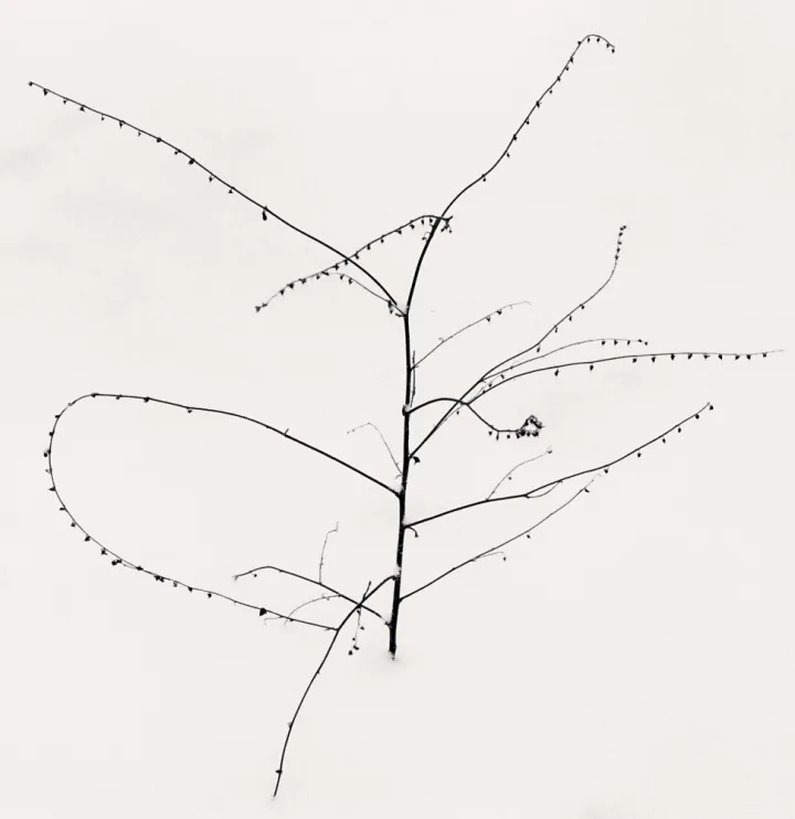 Michael Kenna, Young Nandaro Plant, Hokkaido, Japan, 2020