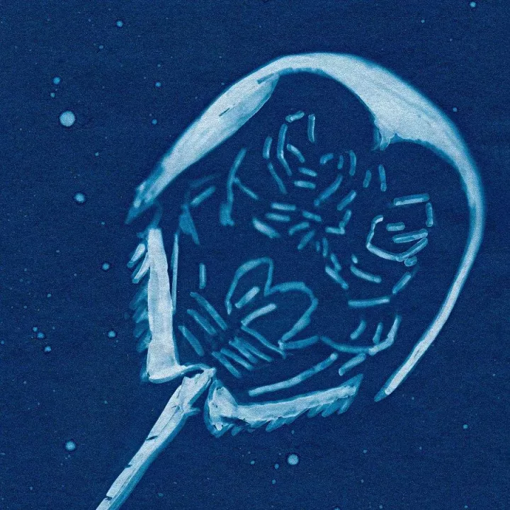 Daniela Finke, Limulus No. 10, 2019_23, Pigment Print auf AluDibond, 30 x 20 cm Daniela Finke, Limulus No. 10, 2019_23, Pigment Print auf AluDibond, 30 x 20 cm