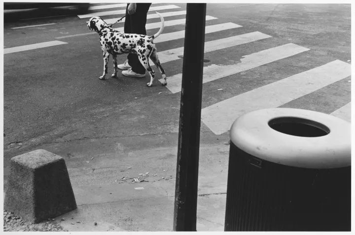 © Manfred Paul, Zebrastreifen mit Hund, Paris 1988