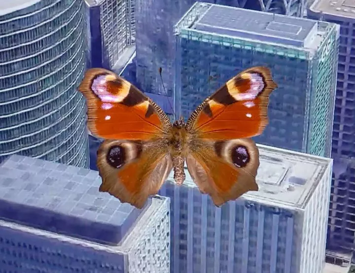 © Alex Grein, Aglais io, Frankreich. 2021 (Videostill, Detail), 1-Kanal HD-Video, Courtesy Galerie Gisela Clement, Bonn © Alex Grein, Aglais io, Frankreich. 2021 (Videostill, Detail), 1-Kanal HD-Video, Courtesy Galerie Gisela Clement, Bonn