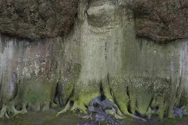 "Waldstück 11, Nienhagen Ostsee", 2022 "Waldstück 11, Nienhagen, Ostsee", 2022 (Fotografische Umrundung eines Baumes)