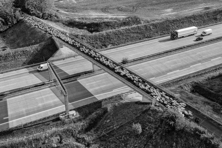 Eine Herde der Wanderschäferin Birgit Voigtländer überquert die Autobahn A7 bei Neumünster.