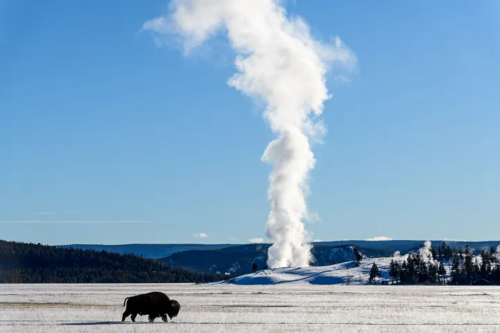 Bison im verschneiten Yellowstone National Park mit dem Midway Geyser Basin im Hintergrund. © Holger Rüdel