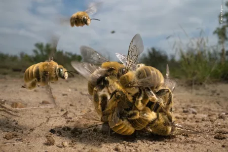 "Das große Summen" @ Karine Aigner / Wildlife Photographer of the Year 2022 