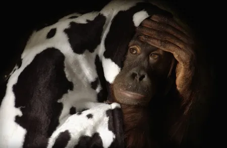 Orang-Utan-Weibchen Sita, eingehüllt in ein künstliches Kuhfell; aus dem Projekt „Primate Couture“ über die biologischen Wurzeln der Mode; Zoo Krefeld, 2004.