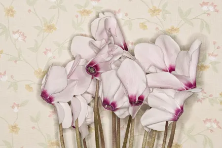 Alpenveilchen (Cyclamen spec.). Alpenveilchen („Omas Liebling“) vor Blümchen-Tapete. Aus dem Projekt „Fiese Gewächse und solche mit krimineller Vergangenheit“ über Giftpflanzen, Deutschland, 2020.