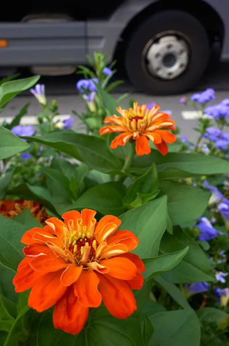 Fotoserie „Blüten im Gespräch mit Autoreifen“ © Roy Hessing