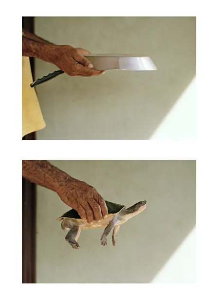 Jungle Paintings: How to Hold a Turtle, Collage, 2016 © Sara-Lena Maierhofer, VG Bild-Kunst, Bonn 2026