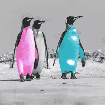 Colourful King Penguins