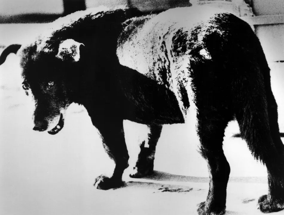 © Daidō Moriyama, Stray Dog, Misawa, From A Hunter, 1971