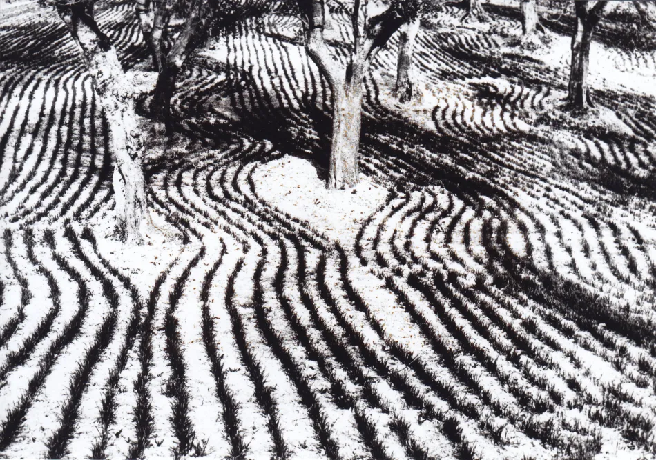 © Mario Giacomelli, Landschaft 1960