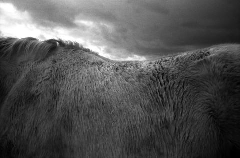 Cheveaux Ile d'Ouessant, Bretagne, France, 2014, © Jane Evelyn Atwood 2014
