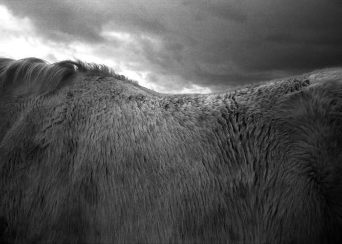 Cheveaux, Ile d‘Ouessant, La Bretagne, France, 2014 © Jane Evelyn Atwood