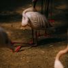Kneeling Flamingo, 2026 © Stelios Kallinikou