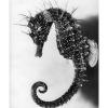 © Jean Painlevé, L’Hippocampe Femelle, ca. 1934 © Les Documents Cinématographiques – Archives Jean Painlevé, Paris