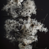 Schmetterlingsbusch, Ausstellung "Unordnung", Stuttgarter Fotosommer 2026 © Anne Schubert