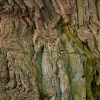 © Nicolaus Schmidt, Kreuzeiche Hürbel 2016, 100 x 256 cm