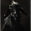 Schwarzes Schaf, 1984 © Walter Schels / Stiftung F.C. Gundlach