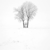 © Wilfried Edelmann, Winterstimmung auf dem Lechfeld Zwischen Untermeitingen und Schwabmünchen, 2026