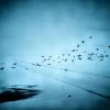 Crows in Wintry Field, Japan, 2021. © Yasuhiro Ogawa