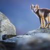 Lisa Marie & Florian Smit: Skandinavien. Unberührte Wildnis