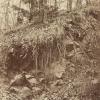 August Kotzsch: Wurzeln über Felsgestein, um 1870 © gemeinfrei