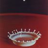 Milk Drop Coronet, 1957 © Estate of Harold Edgerton