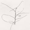 Michael Kenna, Young Nandaro Plant, Hokkaido, Japan, 2020 Michael Kenna, Young Nandaro Plant, Hokkaido, Japan, 2020