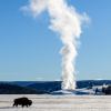 Bison im verschneiten Yellowstone National Park mit dem Midway Geyser Basin im Hintergrund. © Holger Rüdel