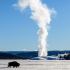 Bison im verschneiten Yellowstone National Park mit dem Midway Geyser Basin im Hintergrund. © Holger Rüdel